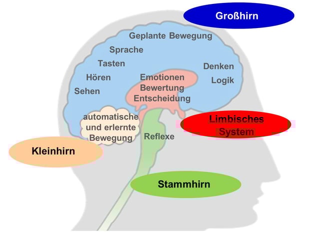 Blog-34-1_Gehirnaufbau_2021-04-28